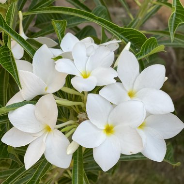 Khadijah's garden