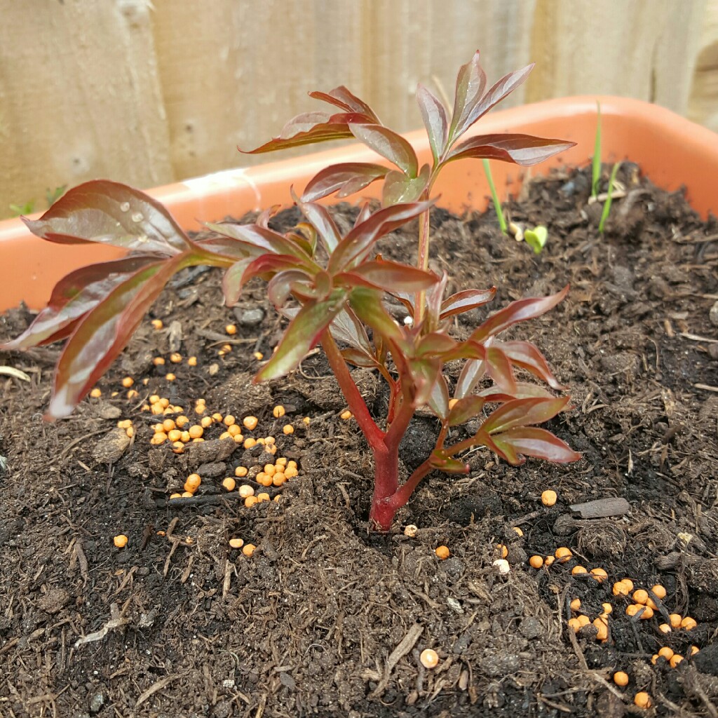 Paeonia