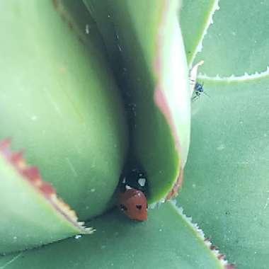 Agave 'Blue Glow'