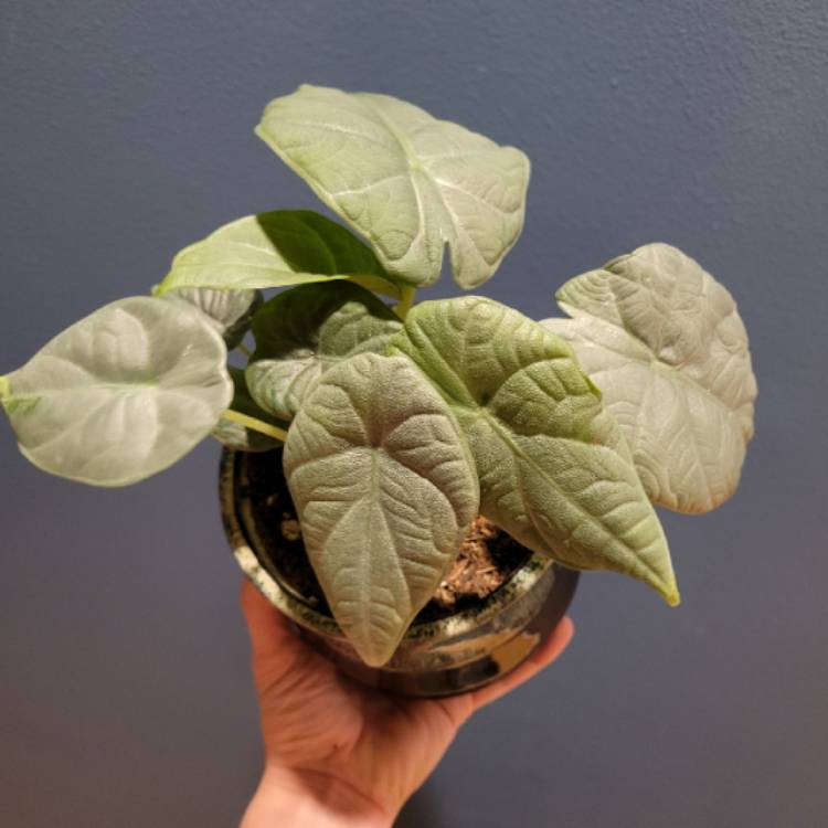 plant image 1532260