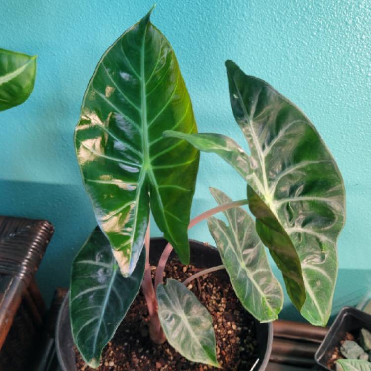 Plant image Alocasia Baginda 