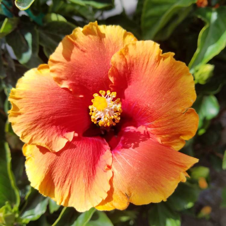 Plant image Hibiscus rosa-sinensis 'Hawaiian Sunset'