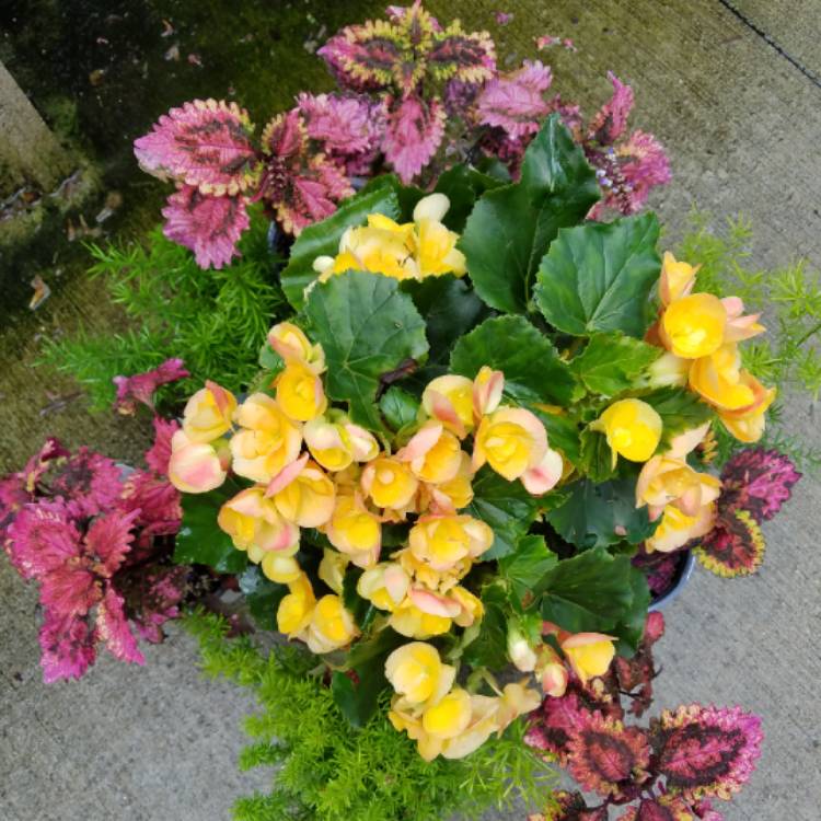 plant image 1104221