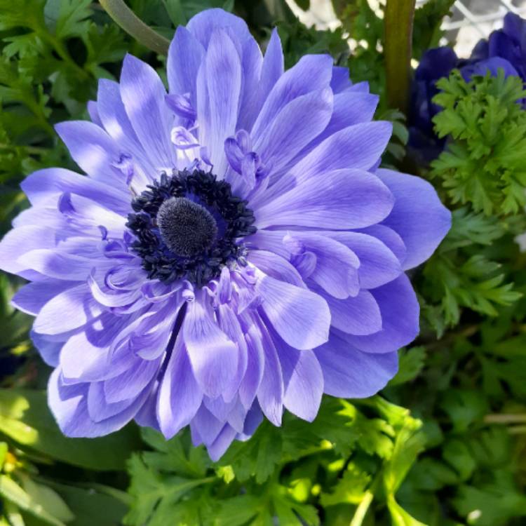 plant image 1293582