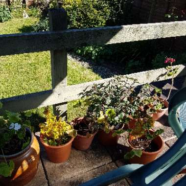 Denise 's garden
