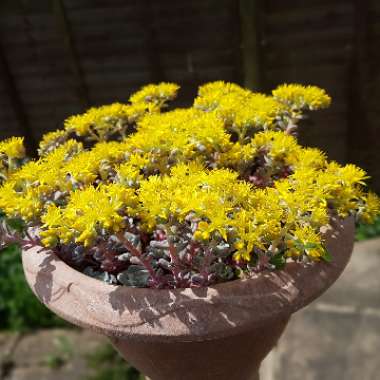 Broadleaf Stonecrop