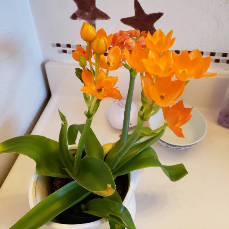 plant image 1312797