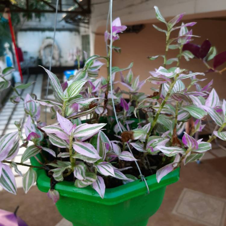 Plant image Tradescantia zebrina 'Discolor'