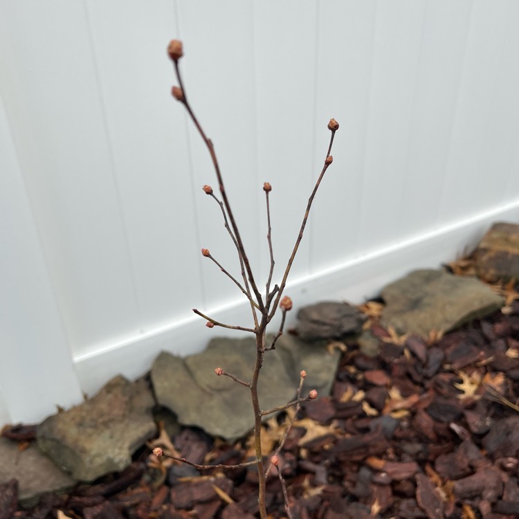 plant image 1569824 plant image 1569824