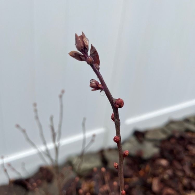 plant image 1569826 plant image 1569826