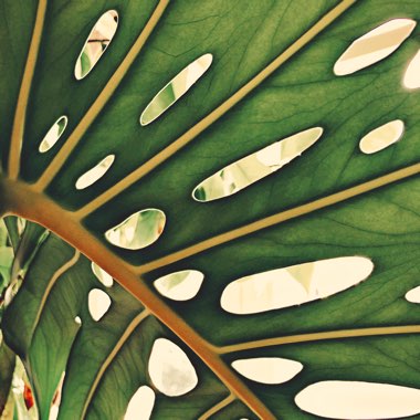 Swiss Cheese Plant