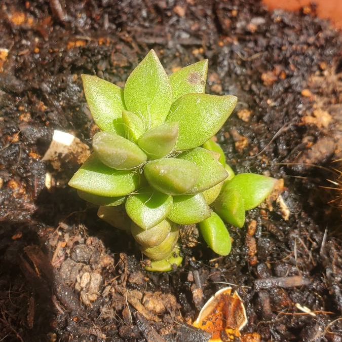 Plant image Anacampseros Variegated