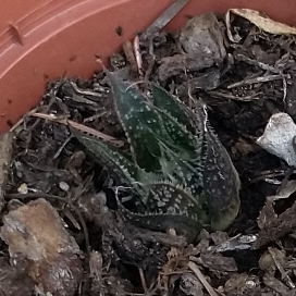 Aloe