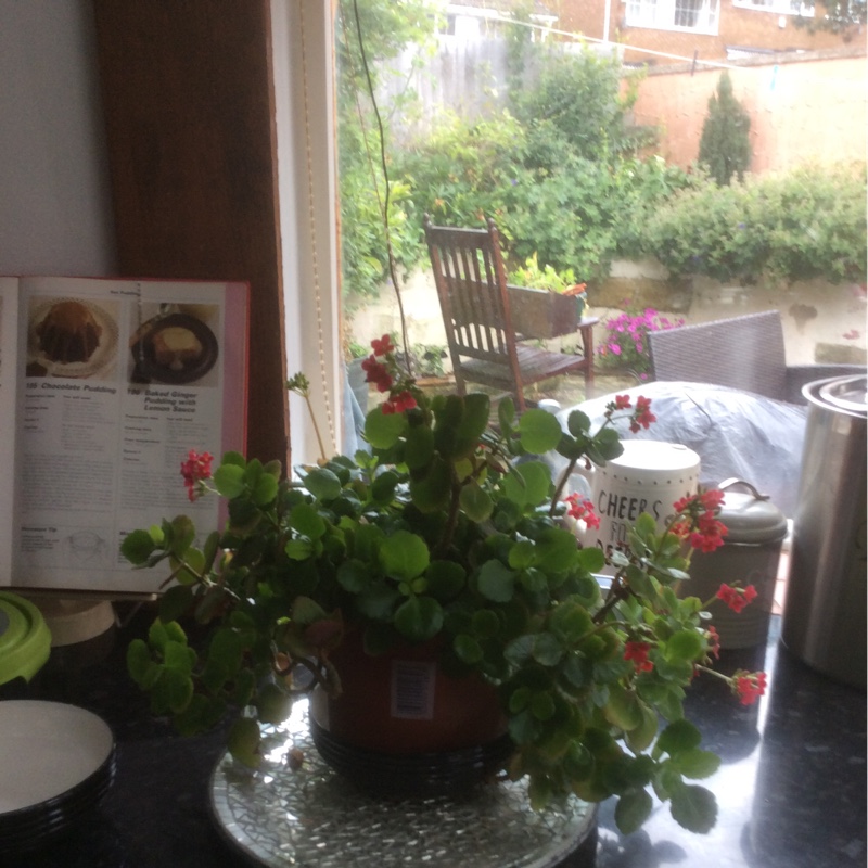 Jade Plant