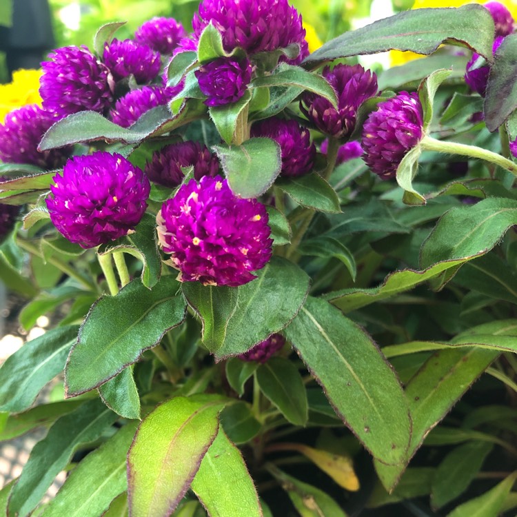 Plant image Gomphrena globosa 'Buddy Purple'