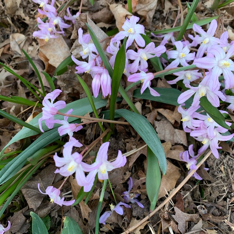 plant image 1458653