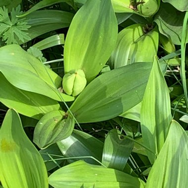 Delbert's garden