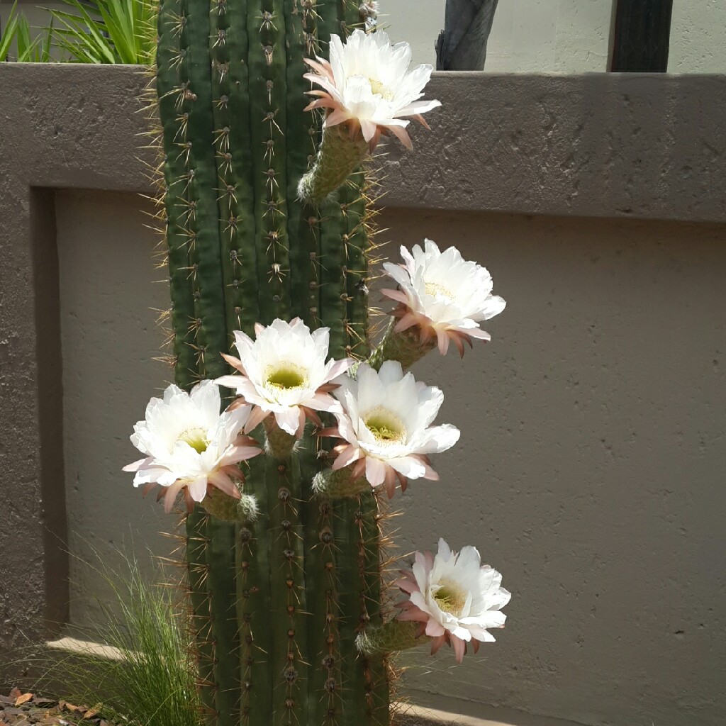 Plant image Trichocereus tersheckii syn. Echinopsis terscheckii