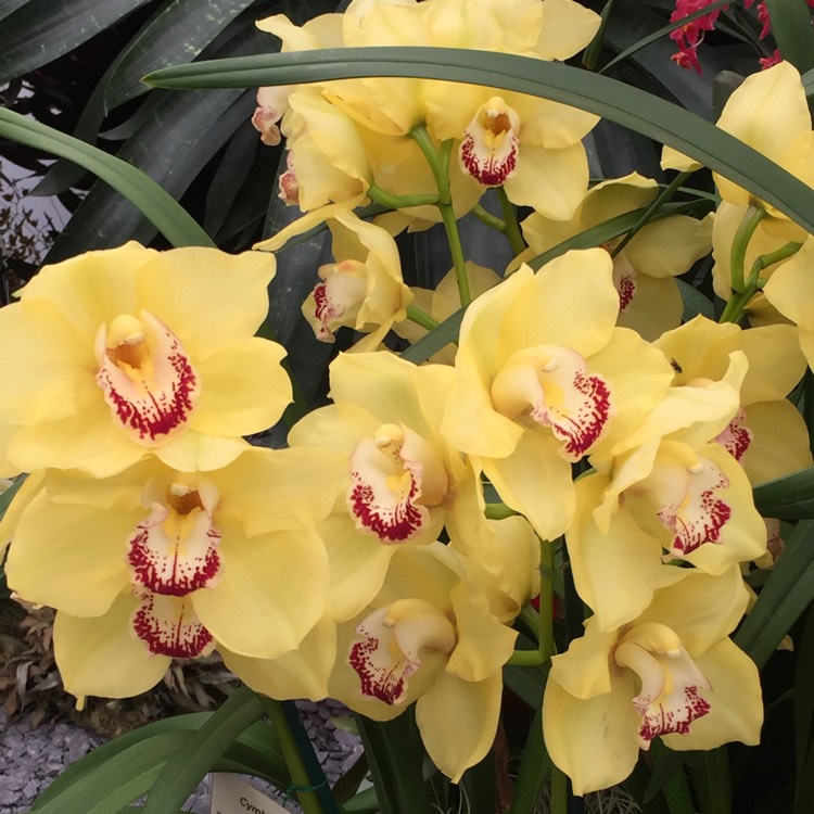 Plant image Cymbidium Plemont gx 'Mont Millais'