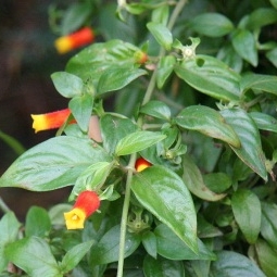 Plant image Manettia