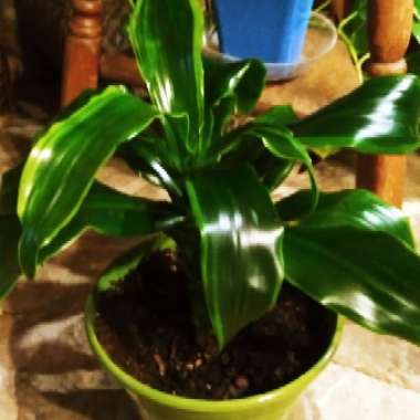 Cornstalk Dracaena 'Golden Coast'