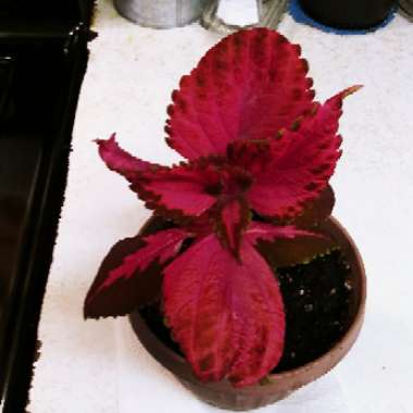 Coleus