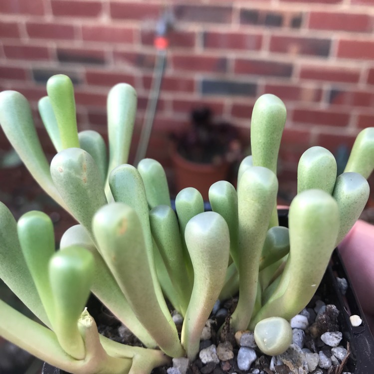 Plant image Fenestraria aurantiaca 'Fireworth '
