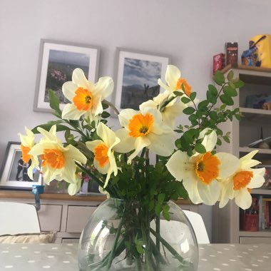 Edel's garden