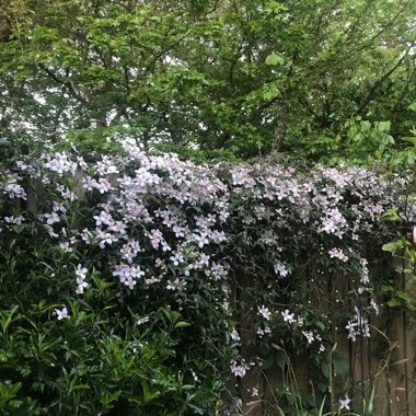 Edel's garden