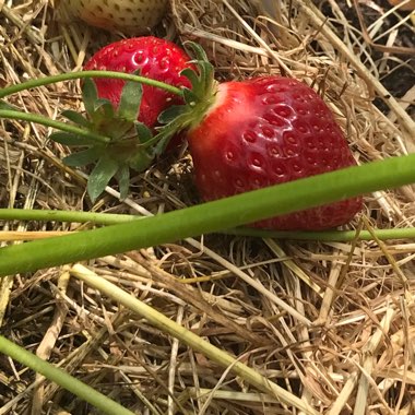 Edel's garden