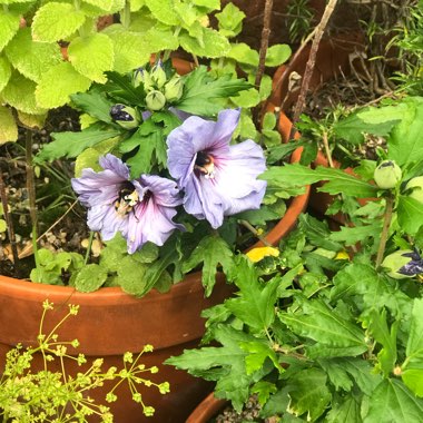 Edel's garden