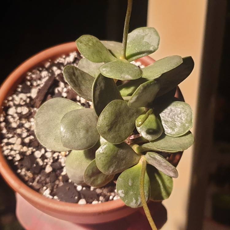 plant image 1400166