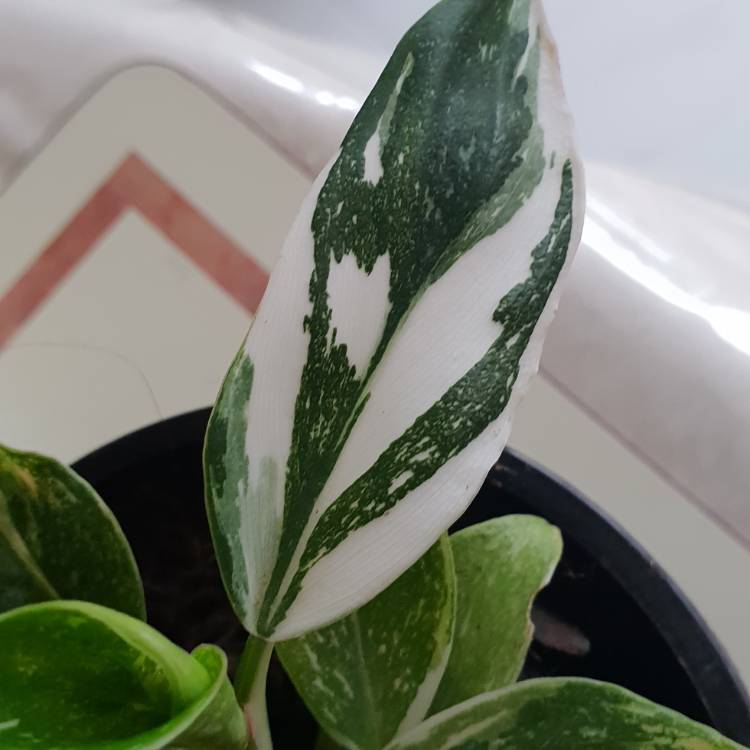 Plant image Philodendron 'White Princess'