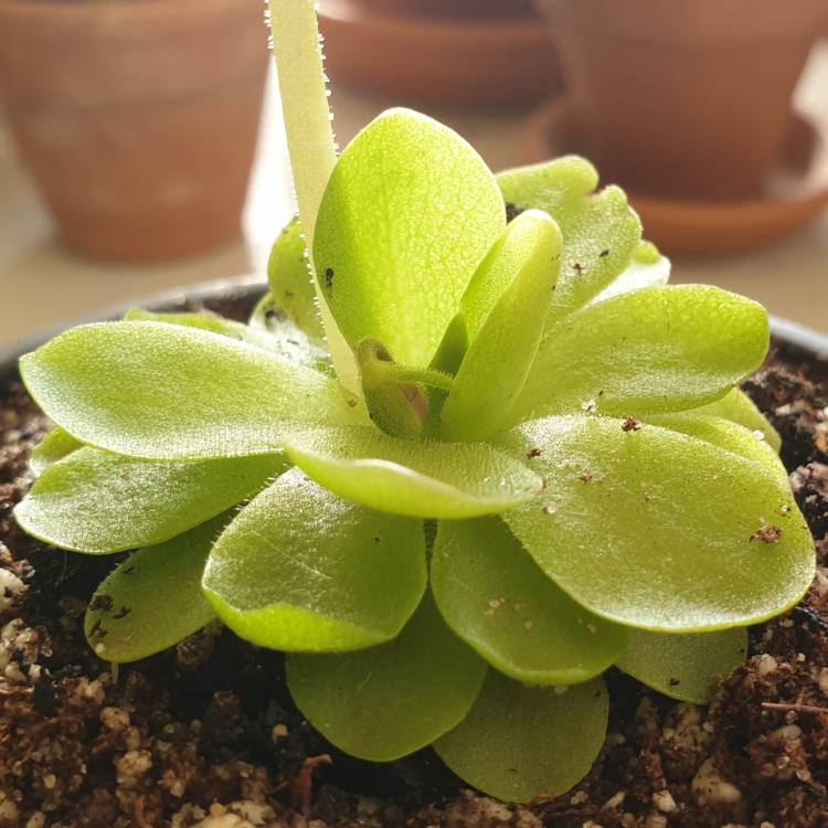 Plant image Pinguicula 'Weser'