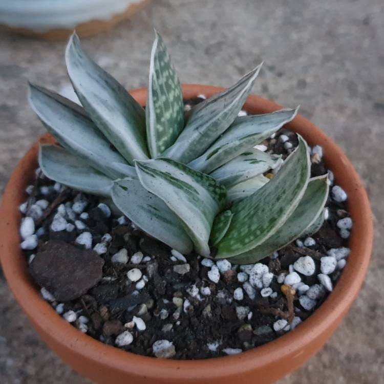 Plant image Gasteria Shinanu Fuji