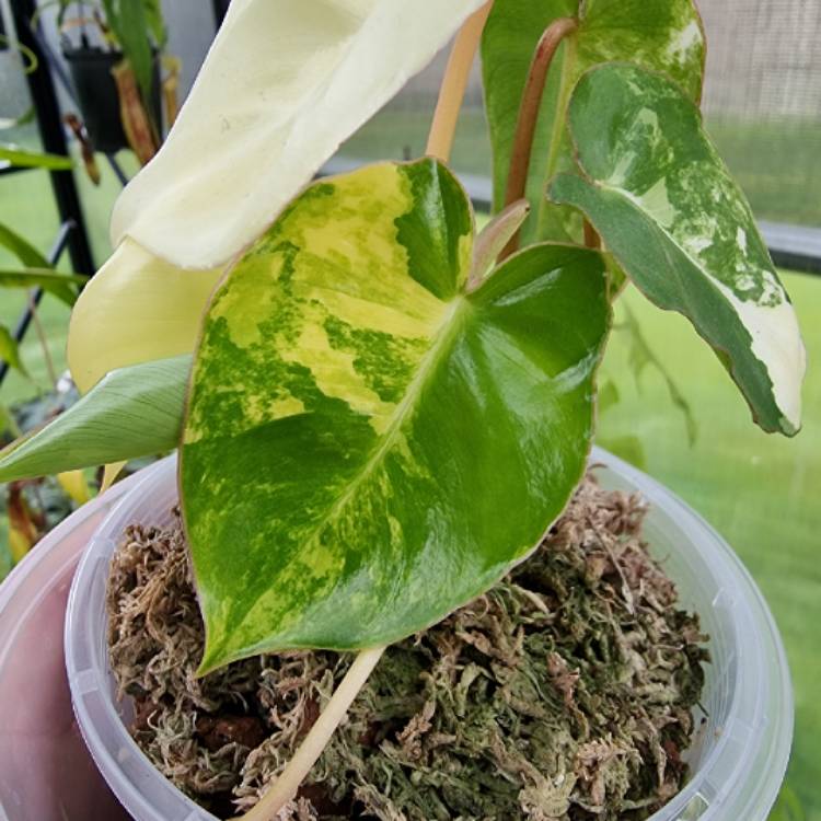 Plant image Philodendron Burle Marx variegated