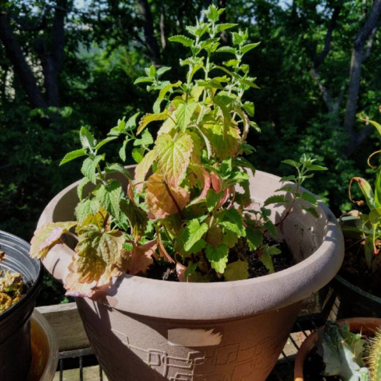 plant image 1072665
