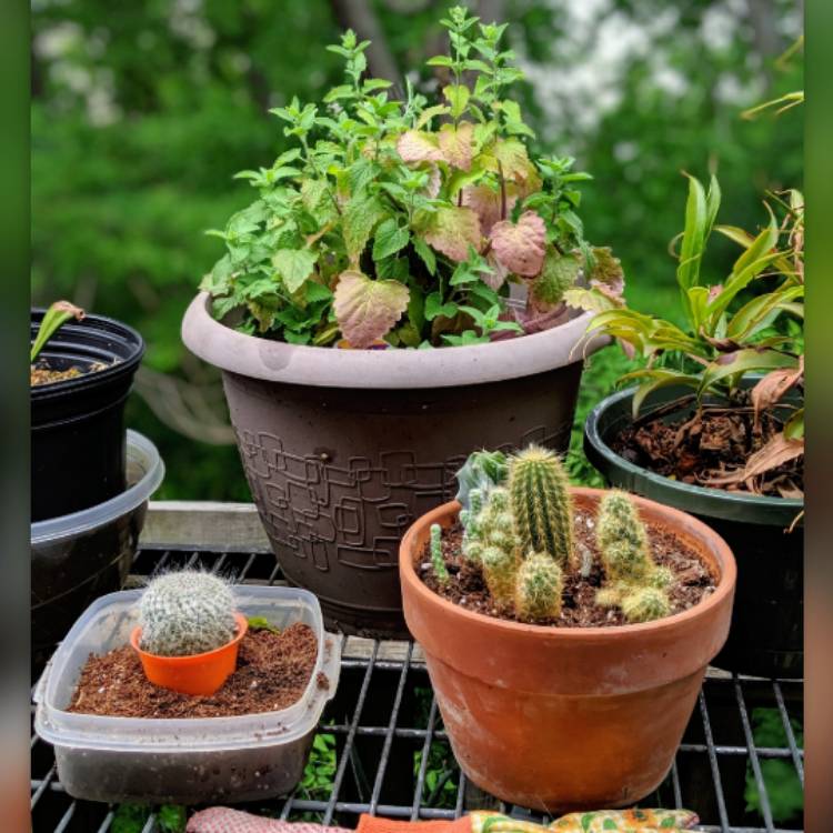 plant image 1073858