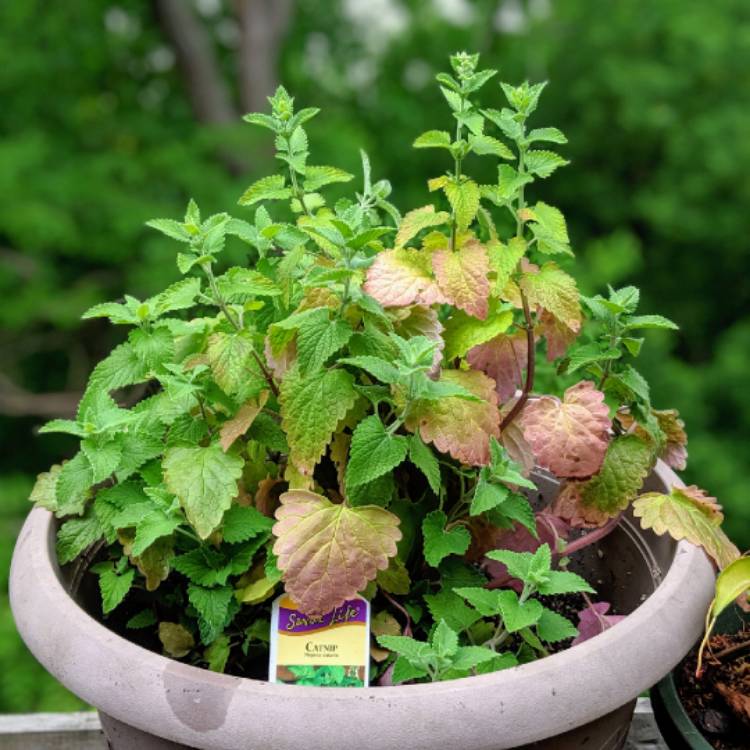 plant image 1073859