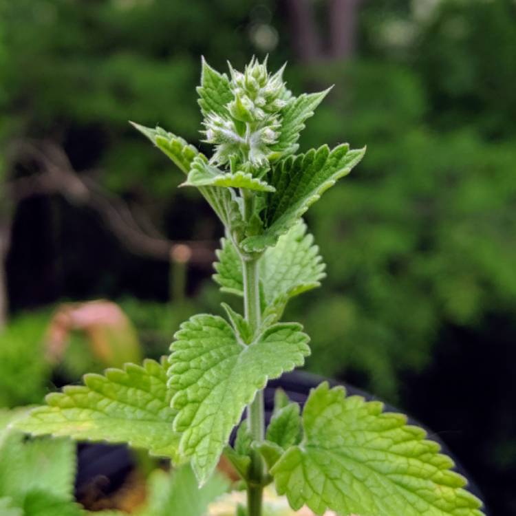 plant image 1074017