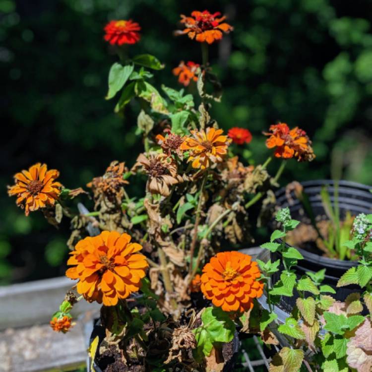 plant image 1084614 plant image 1084614