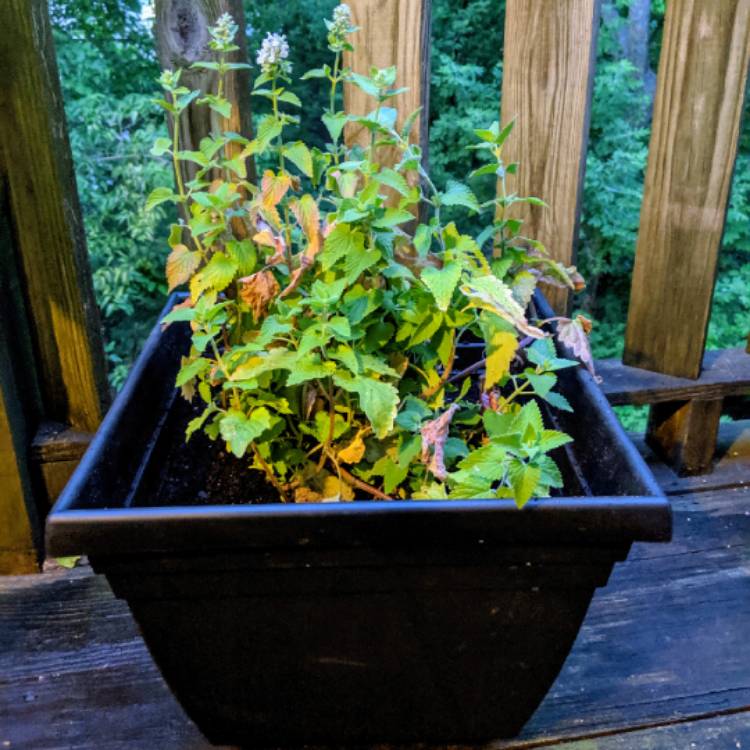 plant image 1084645