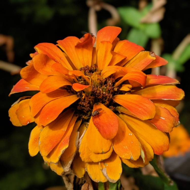 plant image 1088372 plant image 1088372