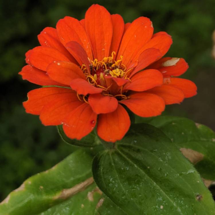 plant image 1088377 plant image 1088377