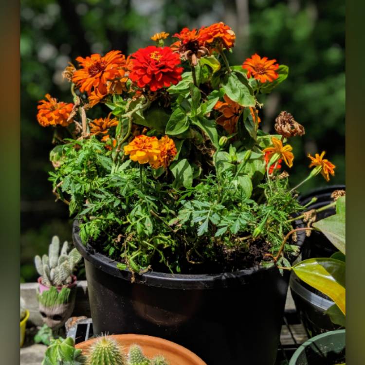 plant image 1092827 plant image 1092827