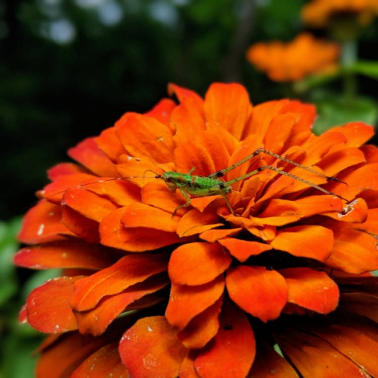 plant image 1114461 plant image 1114461