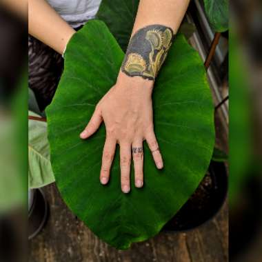 Colocasia esculenta 'Black Magic'