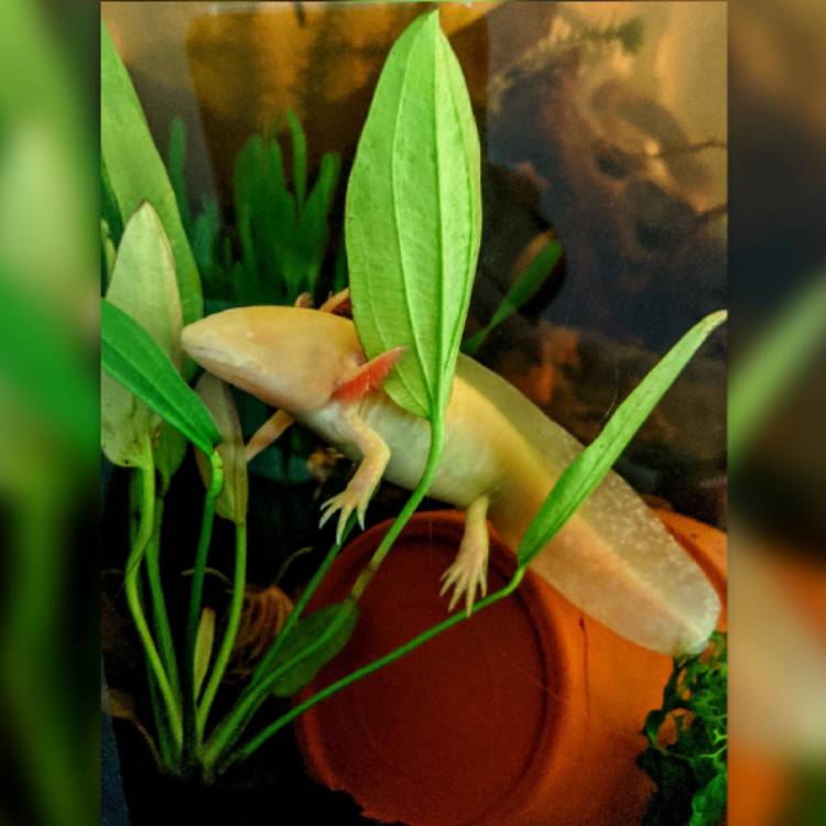Plant image Anubias