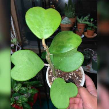 Hoya kerrii