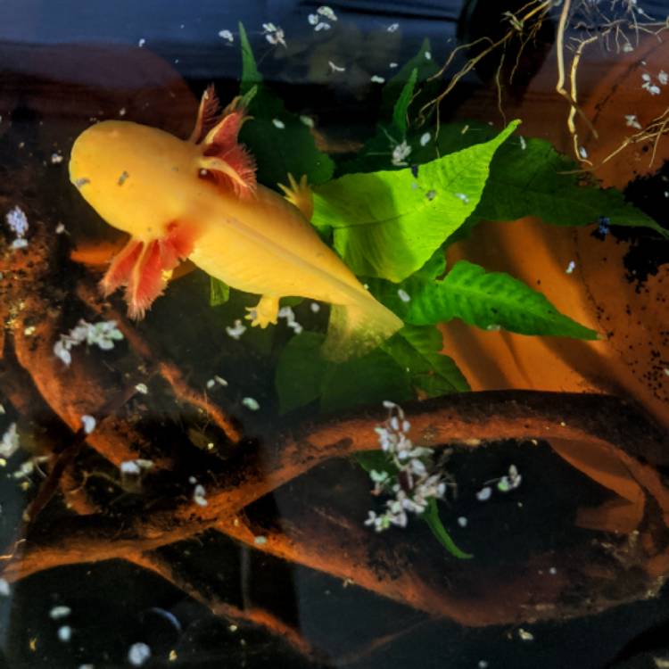 Plant image Bolbitis heteroclita